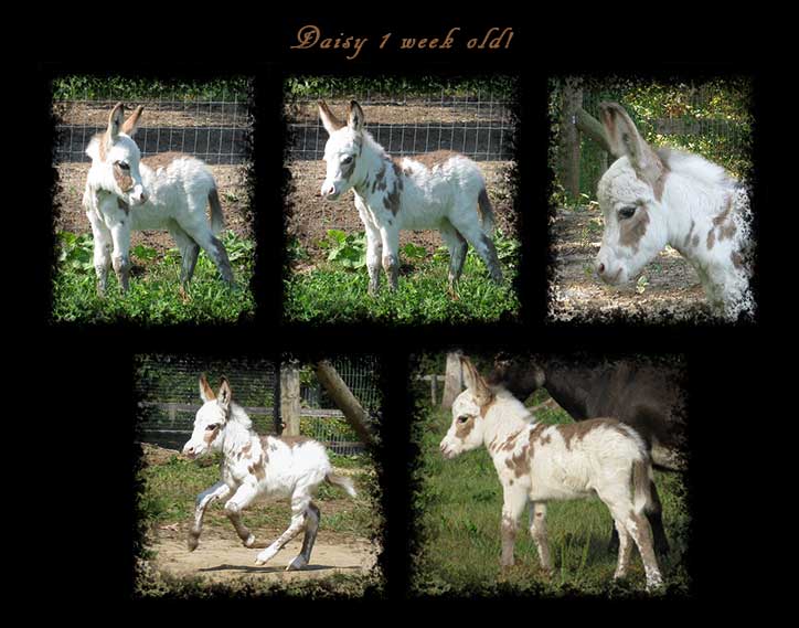 Critter Haven Farm Miniature Donkeys